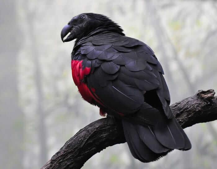 Discovery alert Bird Female São Paulo Brazil