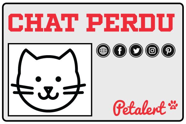 Pet Alert transmite sua revisão de gato perdido